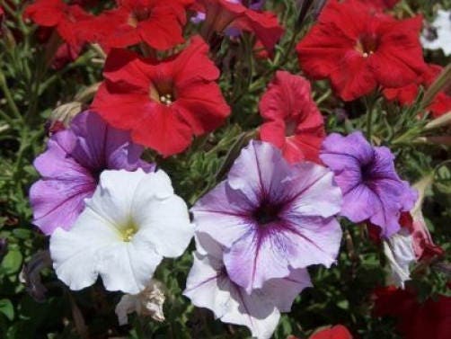 250 MIXED COLORS PETUNIA Flower Seeds