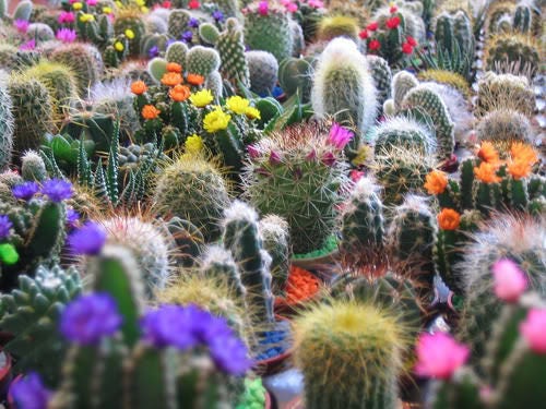 50 CACTUS MIX 'Finest Mixed' Succulent Flower Plant Seeds