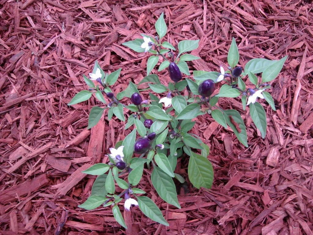 20 FILIUS BLUE PEPPER Capiscum Annuum Christmas Pepper Vegetable Seeds ...