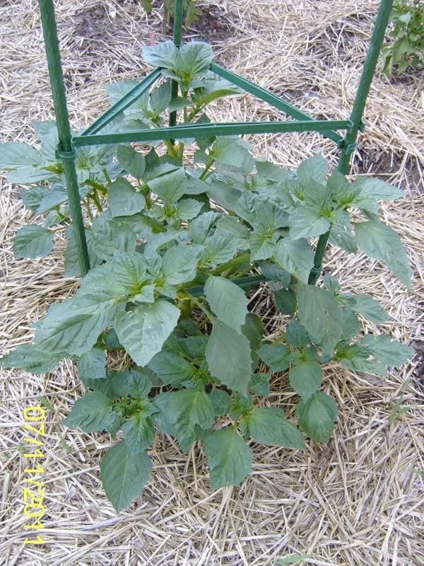 50 PURPLE TOMATILLO Husk Tomato Physalis Ixoxcarpa Fruit Vegetable Seeds