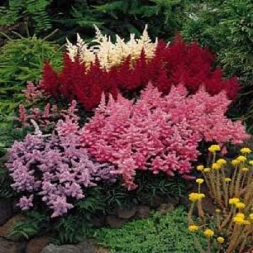 50 MIXED Colors ASTILBE BUNTER Astilbe Simplicifolia Shade Red White Purple Pink Flower Seeds