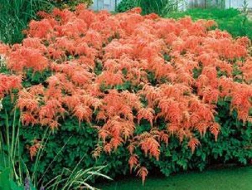 50 MIXED Colors ASTILBE BUNTER Astilbe Simplicifolia Shade Red White Purple Pink Flower Seeds