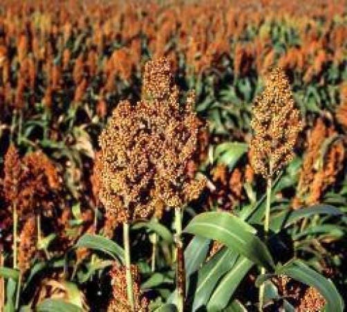 50 BROOMCORN Colored Uprights SORGHUM BICOLOR Mixed Colors Seeds