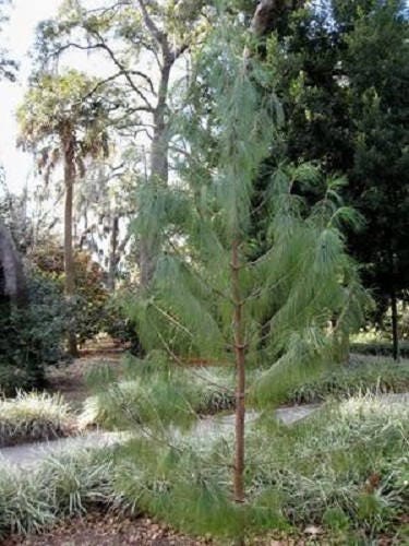 30 Mexican WEEPING PINE TREE Evergreen Pinus Patula Seeds