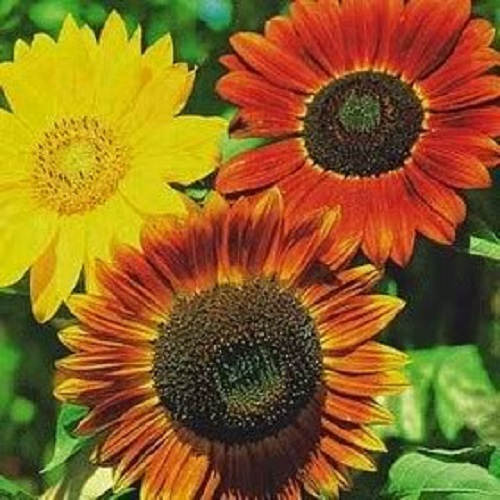 25 INDIAN BLANKET SUNFLOWER Helianthus Annuus Mixed Colors Flower Seeds