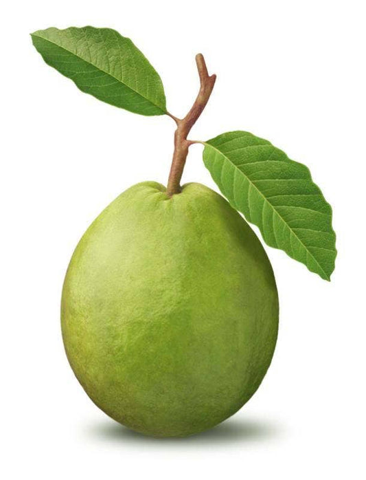 20 GUAVA FRUIT Tree Shrub Psidium Guajava White Flowers Fruit Seeds