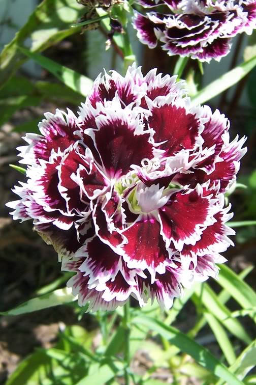 50 VELVET N LACE DIANTHUS Plumarius Black & White Flower Seeds