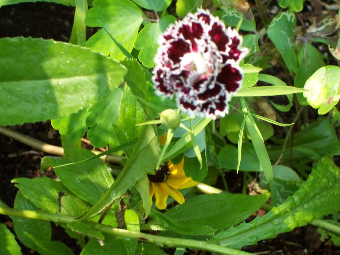 50 VELVET N LACE DIANTHUS Plumarius Black & White Flower Seeds