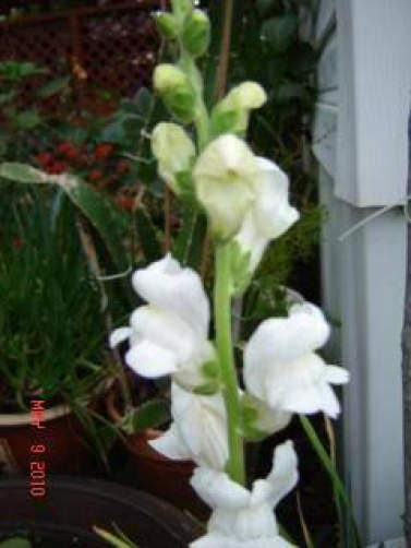 250 WHITE SNOWFLAKE SNAPDRAGON Antirrhinum Majus Flower Seeds