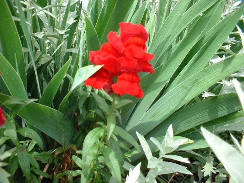 250 RUBY RED SNAPDRAGON Antirrhinum Majus Flower Seeds