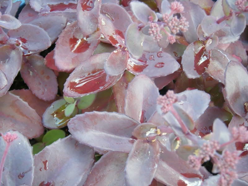 50 PURPLE CARPET SEDUM Spurium Coccineum Groundcover Flower Seeds