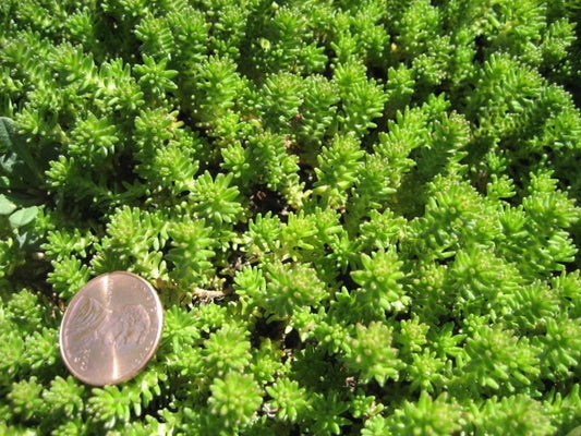 25 Spanish STONECROP / SEDUM HISPANICUM Groundcover Flower Seeds