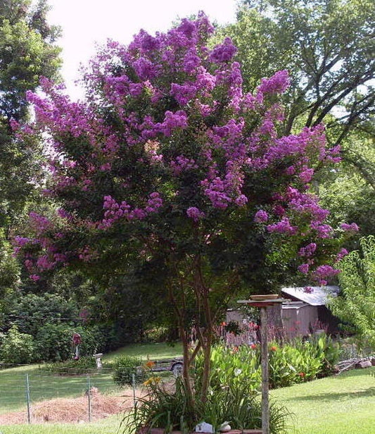 35 PURPLE CREPE MYRTLE Lagerstroemia Indica Flowering Shrub Bush Small Tree Seeds