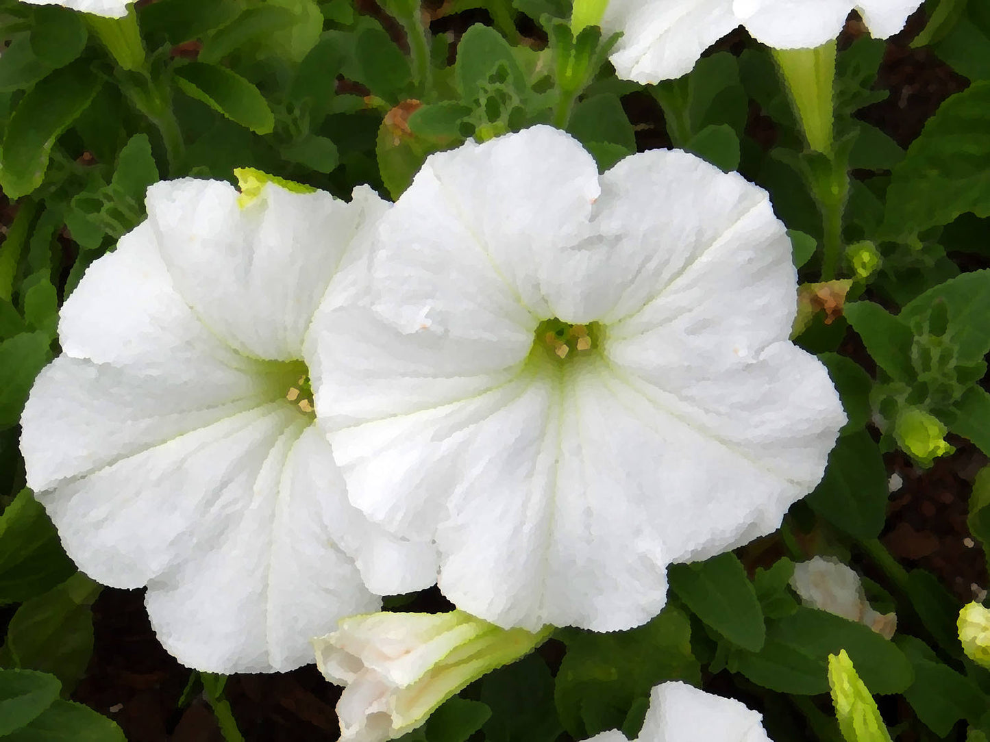 25 WHITE PETUNIA Grandiflora Flower Seeds