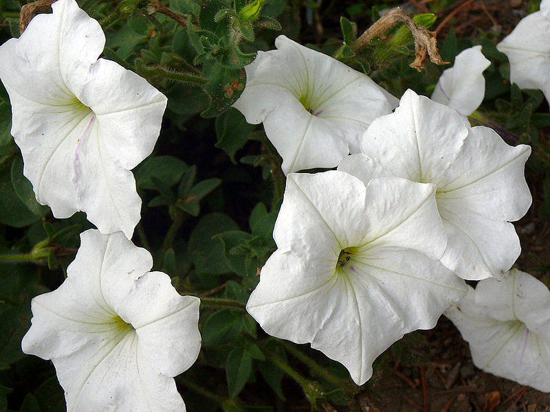 25 WHITE PETUNIA Grandiflora Flower Seeds