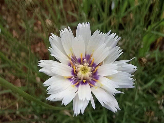 25 WHITE CUPID'S DART Love Plant Catananche Caerulea Flower Seeds