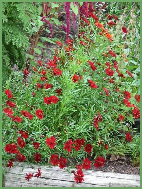 50 MAHOGANY MIDGET COREOPSIS Tinctoria Red Dwarf Flower Seeds