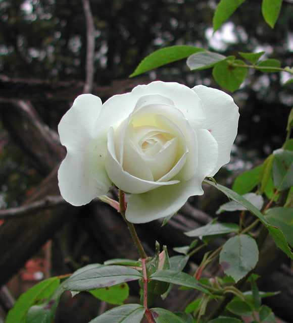 5 WHITE ROSE Rosa Bush Shrub Perennial Flower Seeds