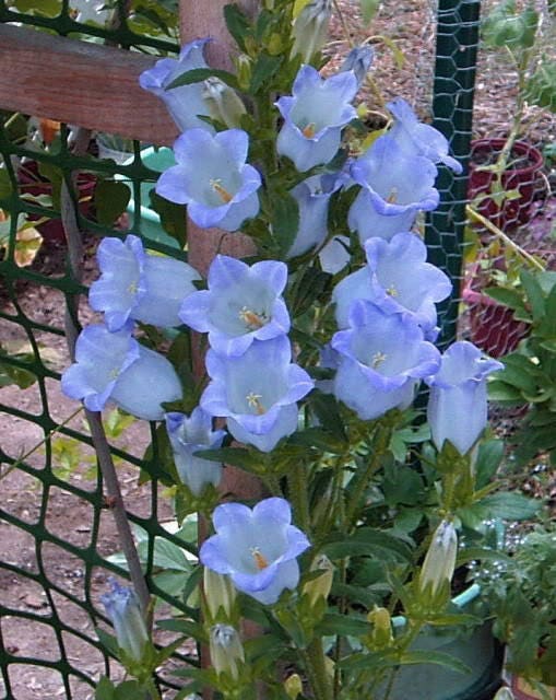 200 Blue CANTERBURY BELLS - CAMPANULA Medium Flower Seeds
