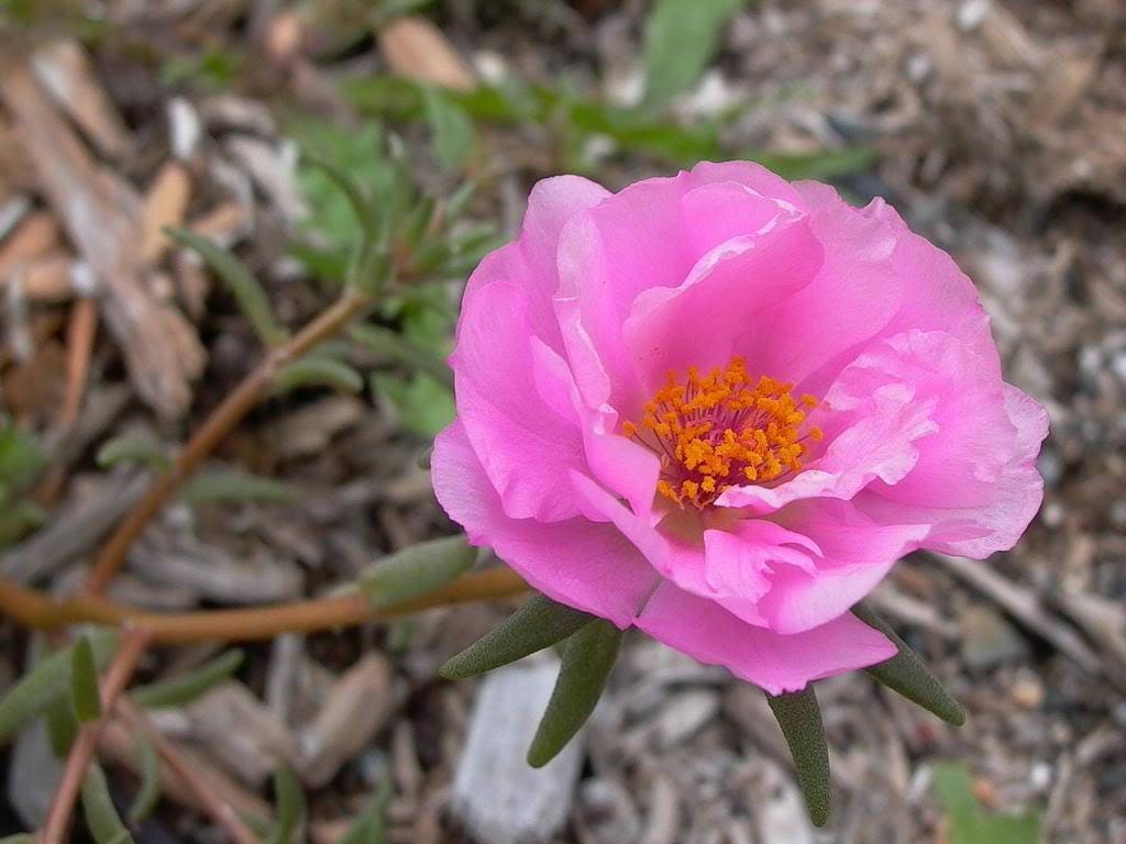 100 Pink PORTULACA Grandiflora / MOSS ROSE Flower Seeds