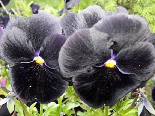 50 BLACK PANSY Clear Crystals Viola Wittrockiana Flower Seeds