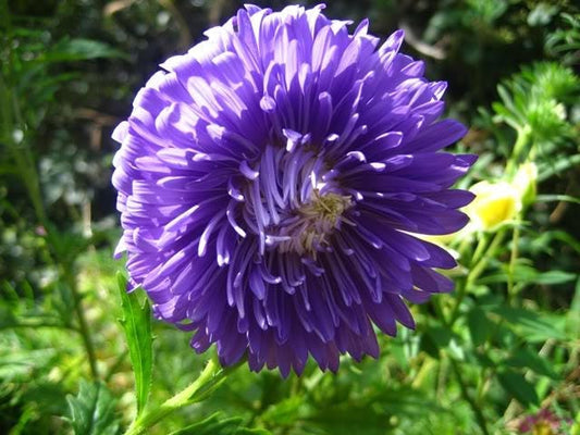 30 Duchess DARK BLUE PAEONY Aster French Peony Callistephus Flower Seeds