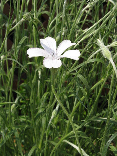 50 Bianca WHITE CORN COCKLE Agrostemma Githago Flower Seed