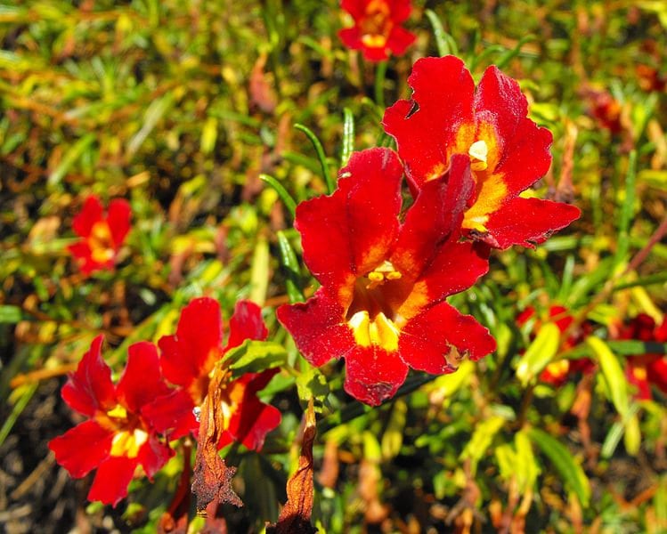 100 Twinkle RED MONKEY FLOWER Mimulus Seeds