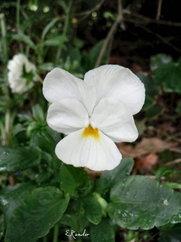 50 WHITE PANSY Clear Crystals Violet Viola Wittrockiana Flower Seeds