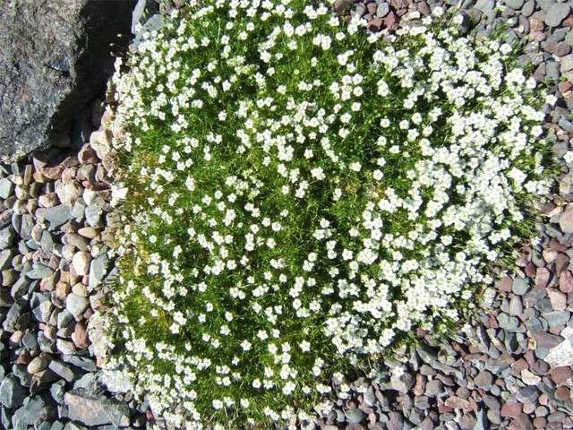 50 IRISH MOSS Groundcover Heath Pearlwort Sagina Subulata White Flower Seeds