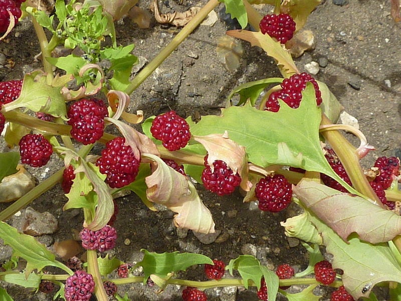 100 STRAWBERRY STICKS / SPINACH Chenopodium Foliosum Fruit Berry Seeds