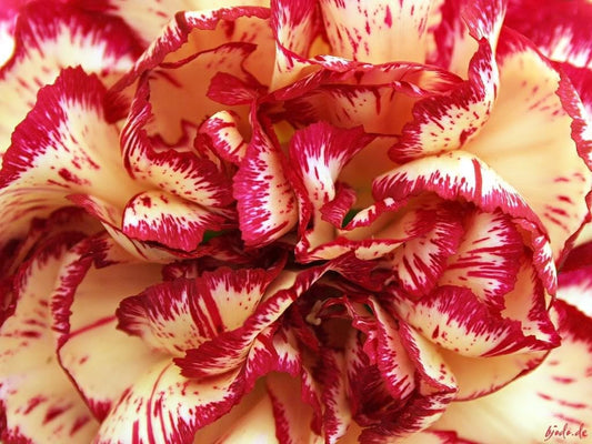 50 Avranchin RED & WHITE CARNATION Dianthus Caryophyllus Chabaud Flower Seeds