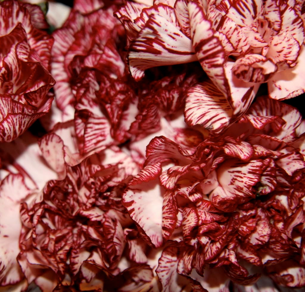 50 Avranchin RED & WHITE CARNATION Dianthus Caryophyllus Chabaud Flower Seeds