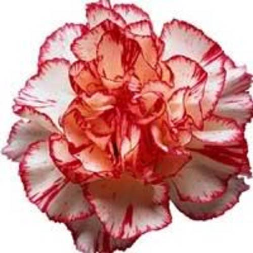 50 Avranchin RED & WHITE CARNATION Dianthus Caryophyllus Chabaud Flower Seeds