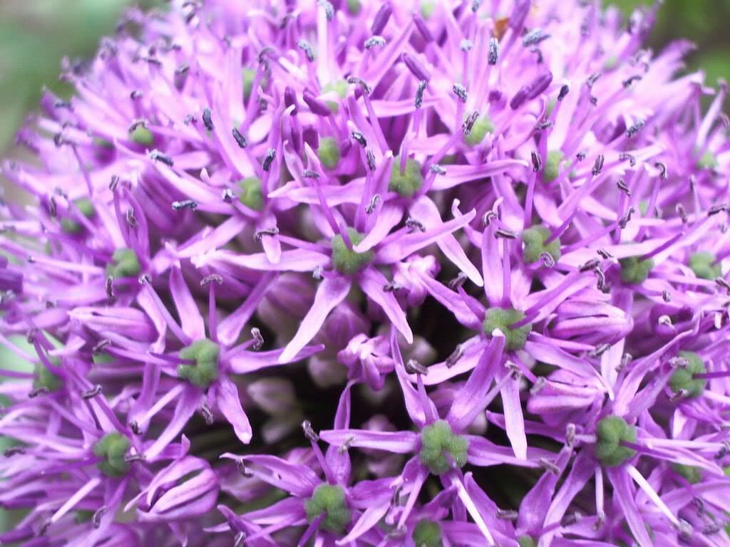 25 GIANT ALLIUM Allium Giganteum Purple Globe Flower Seeds
