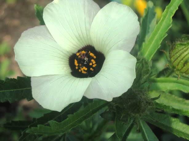 10 SIMPLY LOVE HIBISCUS (Flower of the Hour / Baldder Hibiscus) Hibiscus Trionum Flower Seeds