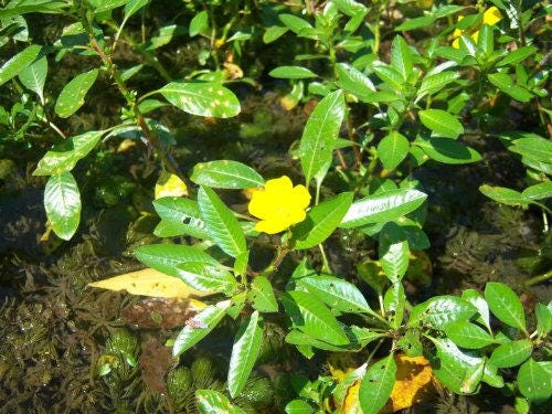 1000 Yellow SEEDBOX (Bushy Water Primrose / Rattlebox / False Loosestrife) Ludwigia Alternifolia Flower Seeds