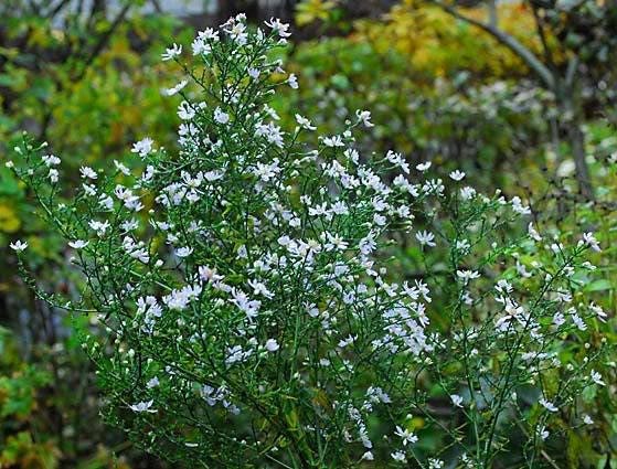 100 WHITE HEATH ASTER Prairie Ericoides Flower Seeds
