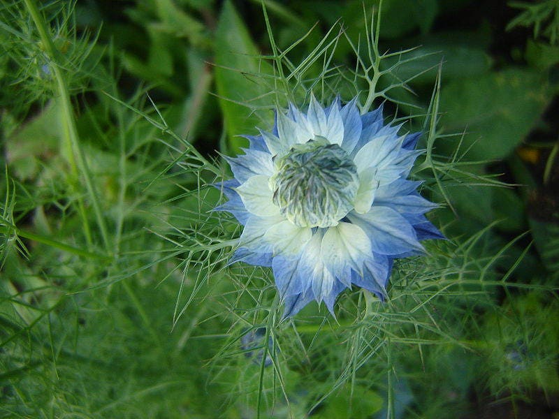 400 Blue & White LOVE IN A MIST Nigella Damascena Fennel Flower Seeds