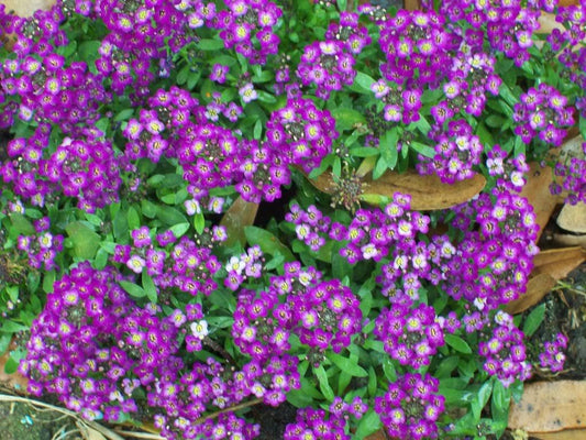 100 EASTER BONNET ALYSSUM Lobularia Maritima Bright Purple Flower Seeds