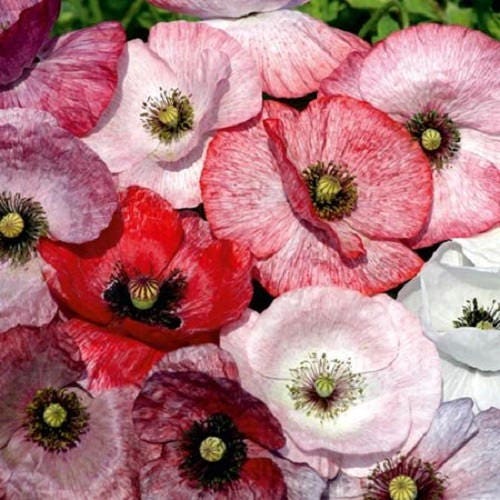 100 MOTHER Of PEARL POPPY Mix Papaver Rhoeas Shirley Flower Seeds Mixed Colors