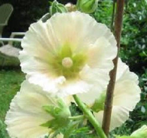 25 WHITE HOLLYHOCK Alcea Rosea Flower Seeds Perennial