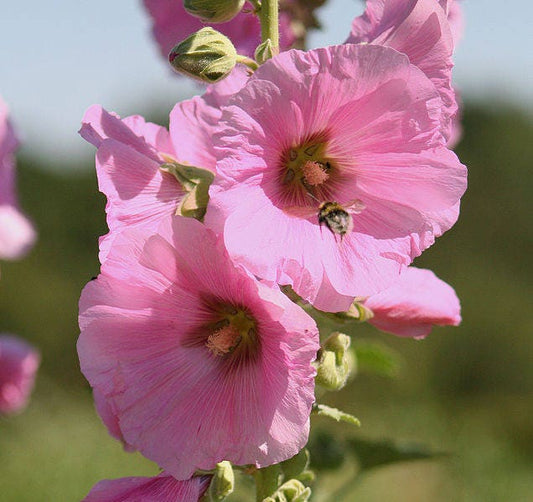 25 PALE PINK HOLLYHOCK Light Alcea Rosea Flower Seeds Perennial