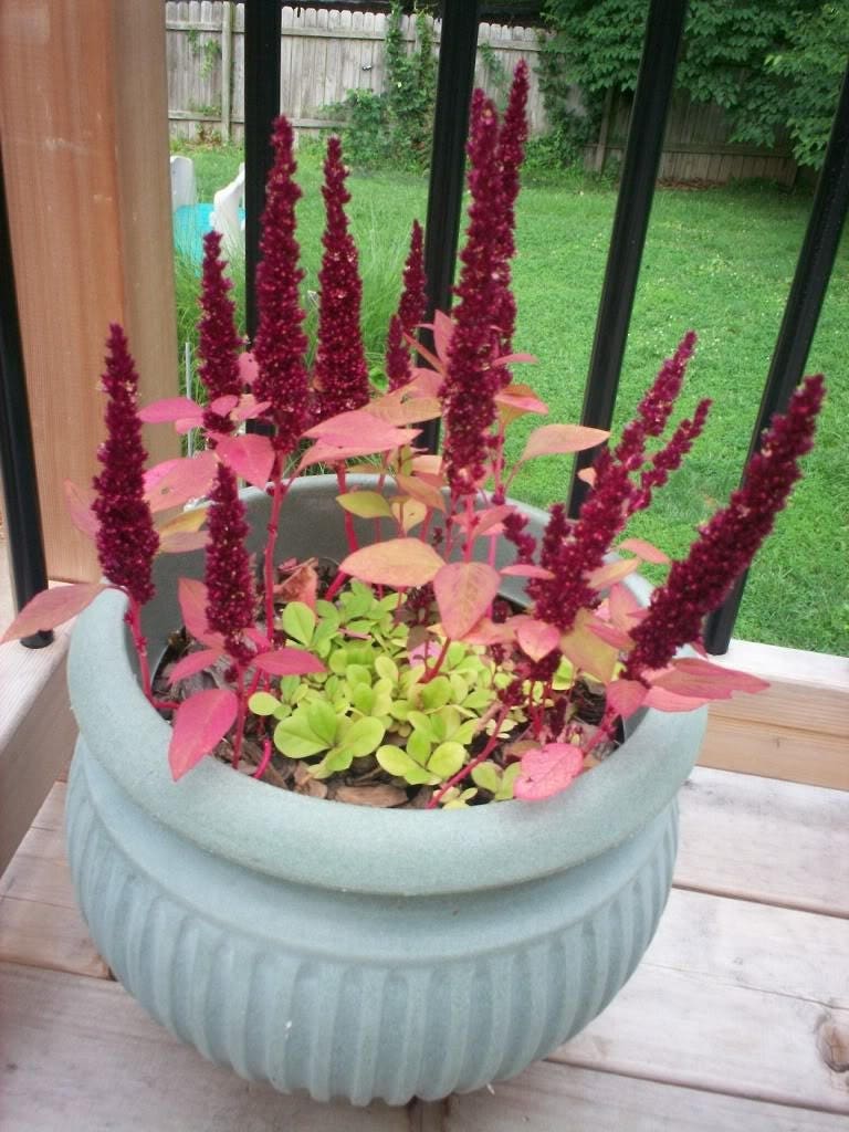 150 AMARANTHUS PYGMY TORCH (Prince of Wales Feather) Amaranthus Hypochondriacus Flower Seeds