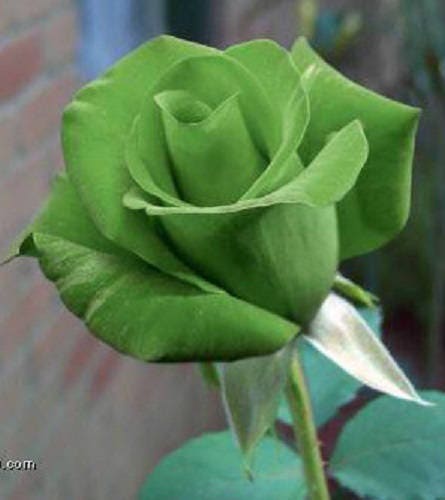 5 GREEN ROSE Rosa Bush Shrub Perennial Flower Seeds