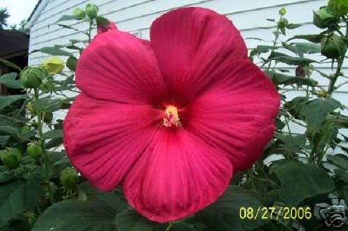 25 Grenache Vintage Hot PINK HARDY HIBISCUS Hibiscus Moscheutos Flower Seeds