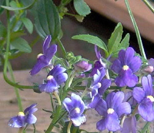 50 BLUE GEM NEMESIA Strumosa Flower Seeds