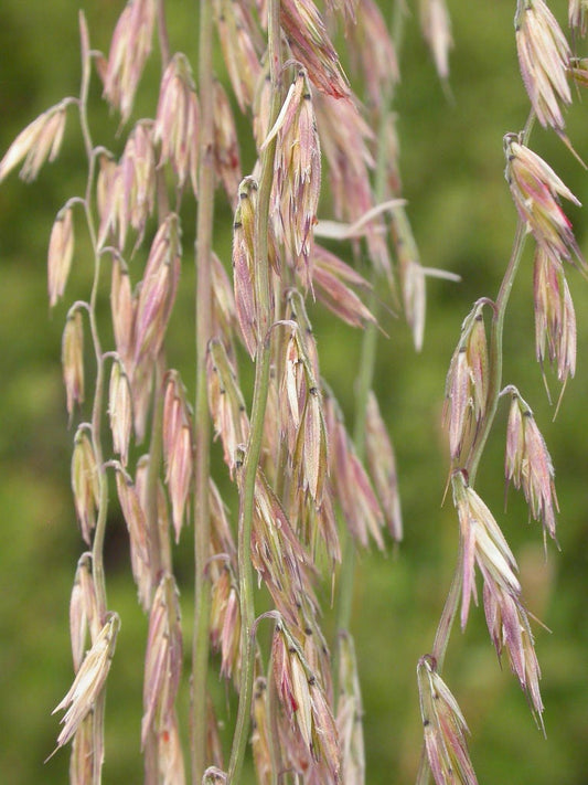 100 MESQUITE / SIDEOATS GRASS Ornamental Bouteloua Curtipendula Seeds