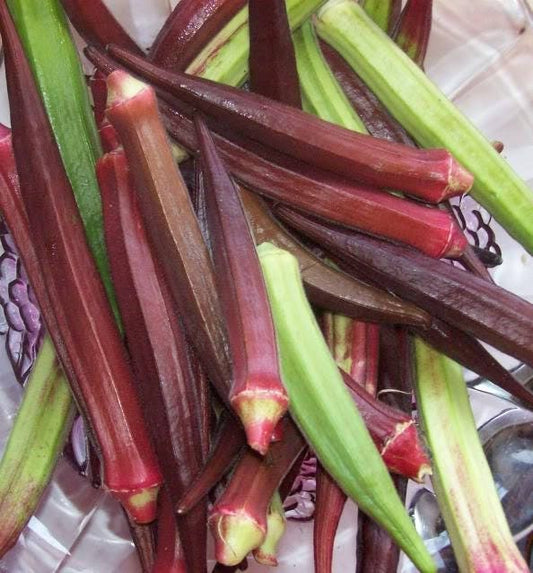 150 RED BURGUNDY OKRA Abelmoscgus Esculentus Vegetable Seeds