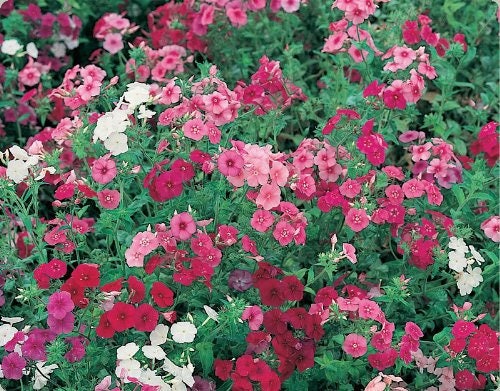 100 Mixed Colors DRUMMOND PHLOX MIX Pink, Red, & White Phlox Drummondii Flower Seeds